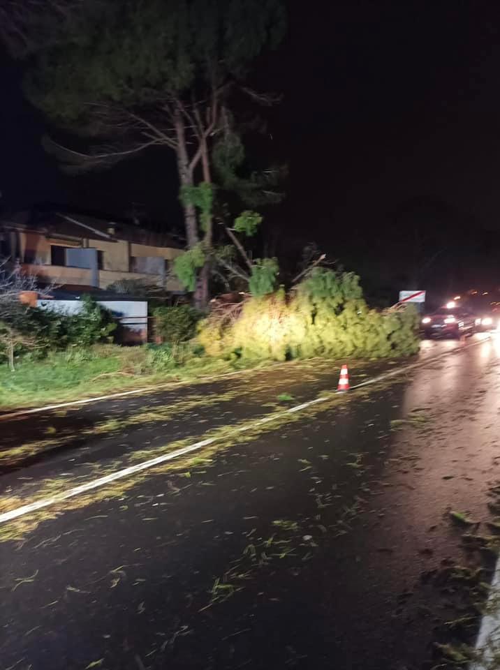 
	La situazione sulla Provinciale dopo la caduta degli alberi (Foto: Comune Vicopisano)

