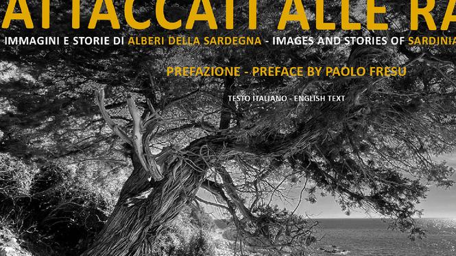 Attaccati alle radici: i patriarchi verdi negli scatti di Spanu