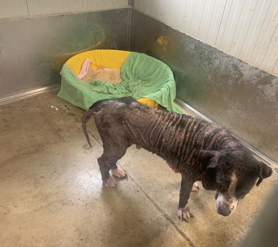Modena. Maltrattava il proprio cane: denunciata 74enne. L'animale è stato salvato e potrà essere adottato