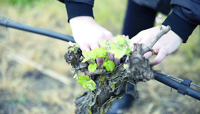 Qui Oristano - Vino e cibo tra "saper fare" e tecnologia