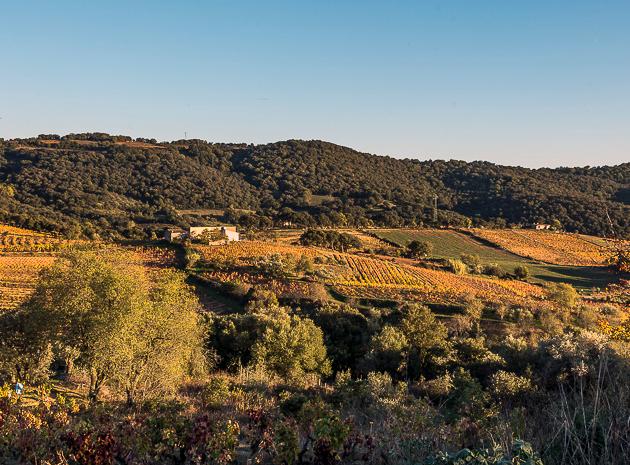 Il vino come il nuovo oro, Ragnedda investe a Neoneli