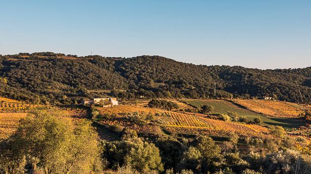 Il vino come il nuovo oro, Ragnedda investe a Neoneli