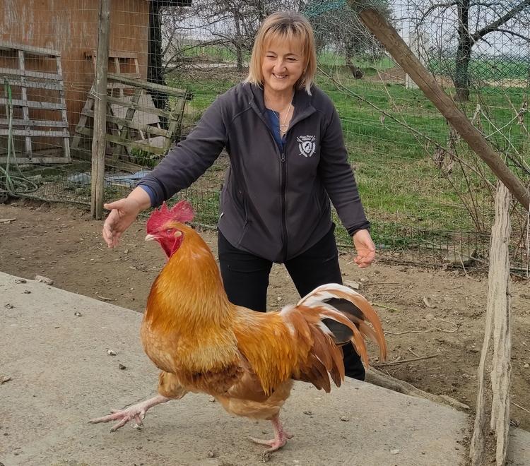 È nata la Pedromania! Tutta Formigine con il gallo denunciato