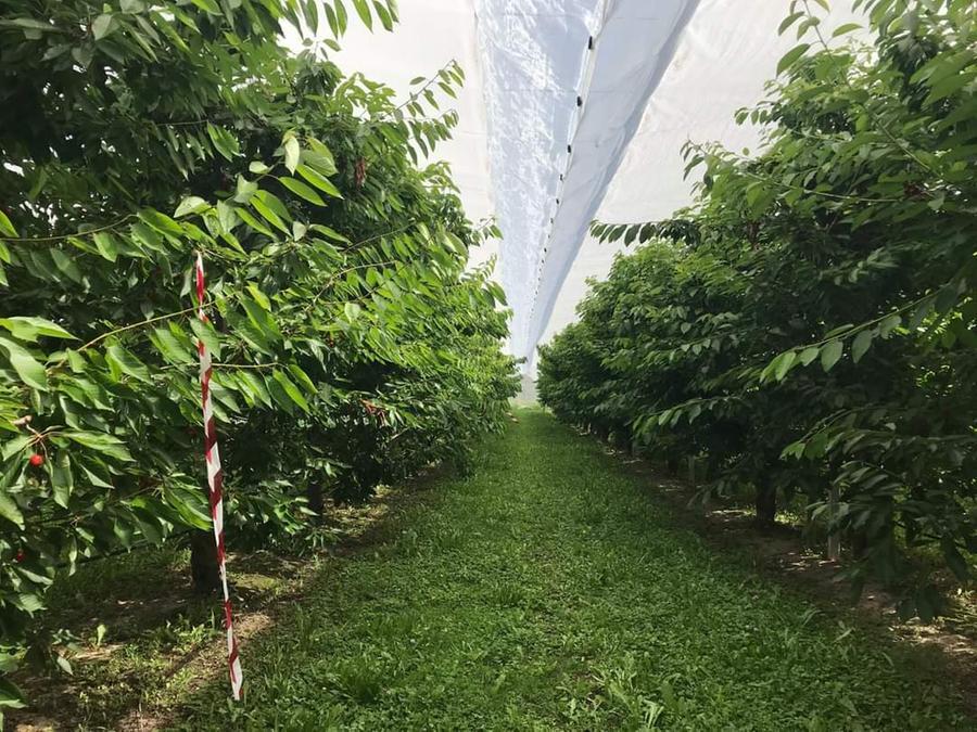 Vignola Quei teloni sperimentali che proteggono le ciliegie da insetti e cambiamenti climatici