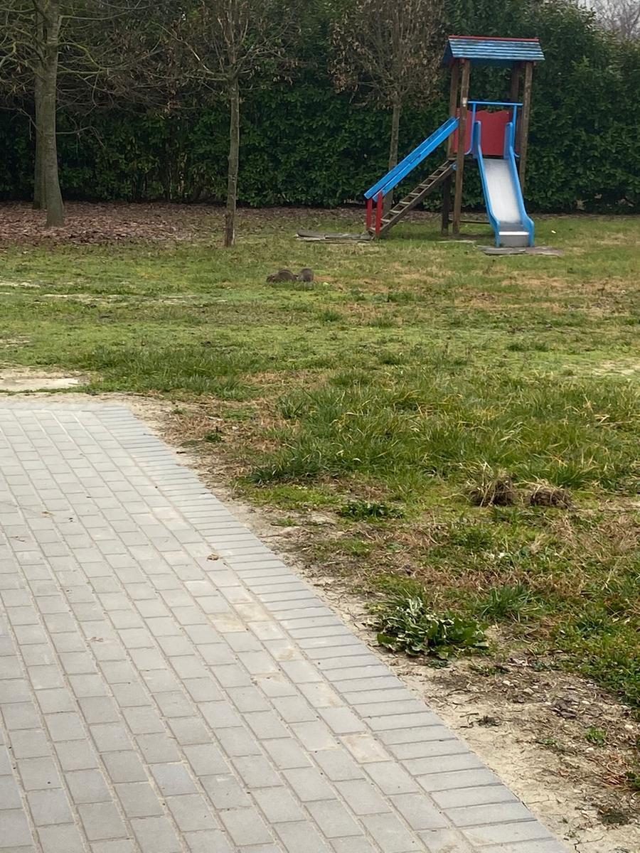 Castelfranco. Barriere in lamiera contro le nutrie che assediano l’asilo