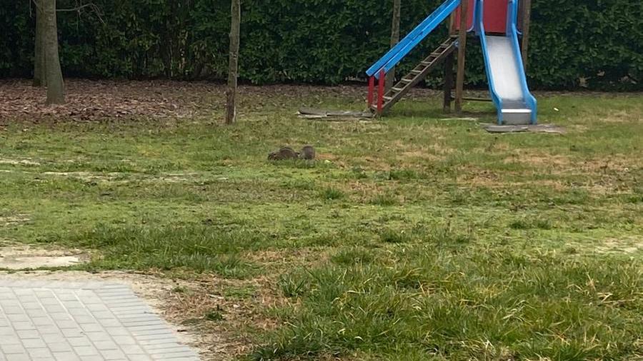 Castelfranco. Barriere in lamiera contro le nutrie che assediano l’asilo