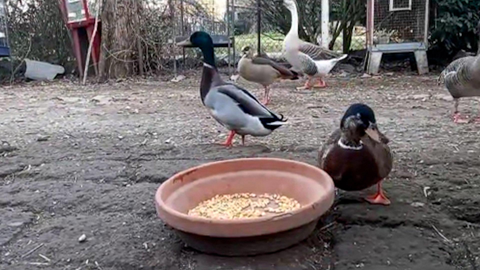 Modena. Lei è cieca, lui la protegge: vita in simbiosi per due germani 