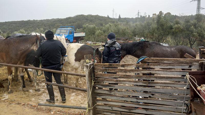 Sequestrati cavalli, maiali e pecore. Caos al Limoncino: «No al macello»