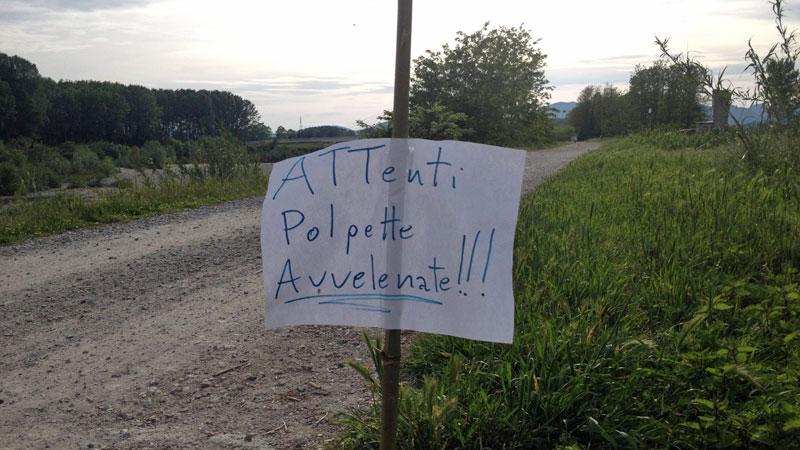 Cani avvelenati con le polpette tra Lucca e Capannori: scatta l’allarme tra i proprietari
