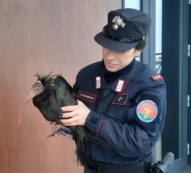 Montese Ritrovato  “Eduardo”: bellissimo esemplare femmina di Ibis Eremita in difficoltà