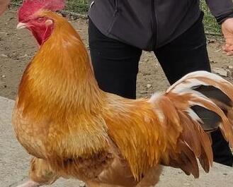 Formigine Gallo Pedro superstar “Ospite” a Rai Tre con Fazio e Littizzetto 