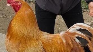 Formigine Gallo Pedro superstar “Ospite” a Rai Tre con Fazio e Littizzetto