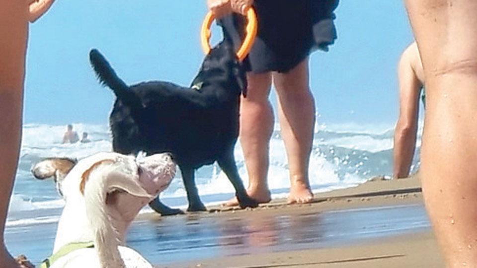 Dog Beach Pubblicato il bando per la nuova stagione balneare