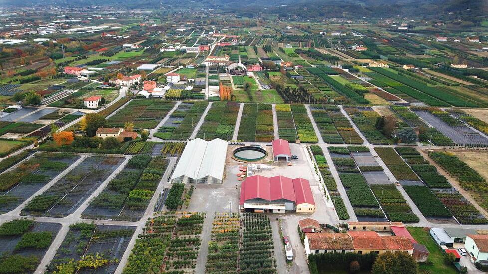 Aziende vivaistiche a perdita d’occhio sulla piana pistoiese