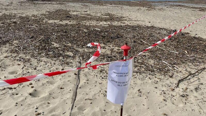 L’area è stata interessata dal conferimento di alghe e materiale prelevato dal corso d’acqua (foto Giorgio)