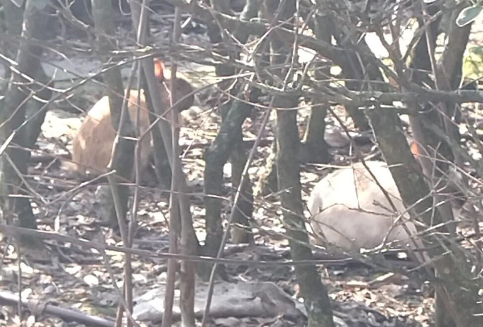 Carpi. Borgogioioso, troppi conigli in quella rotatoria «Una colonia da ridurre» 