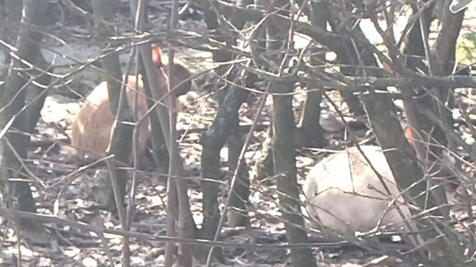 Carpi. Borgogioioso, troppi conigli in quella rotatoria «Una colonia da ridurre»