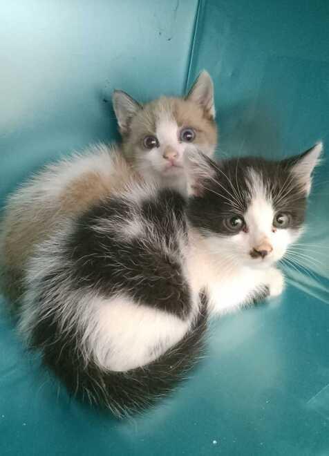 Portomaggiore, un cimitero per animali: «La Regione si è mossa, il Comune la segua»