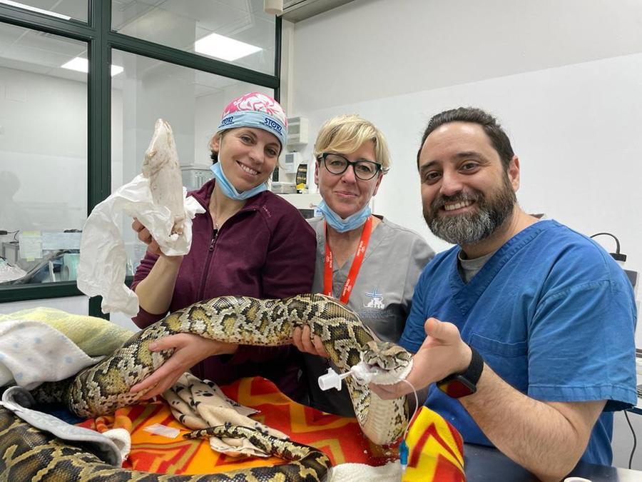 Il pitone mangia il pollo con tutta la confezione: intervento “speciale” in una clinica nel Pisano