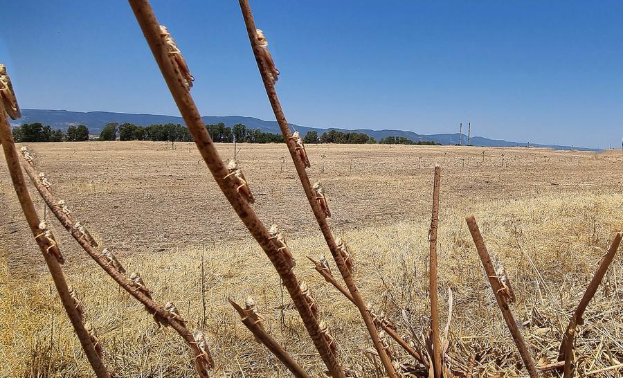L’eterno giorno della locusta
