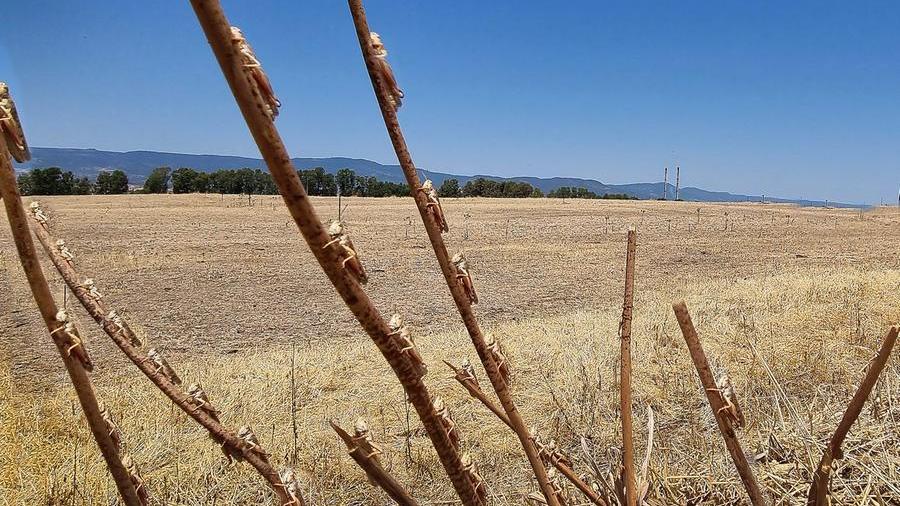 L’eterno giorno della locusta
