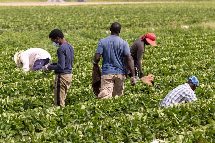 Portomaggiore, non si trova manodopera: sos per avere più stranieri