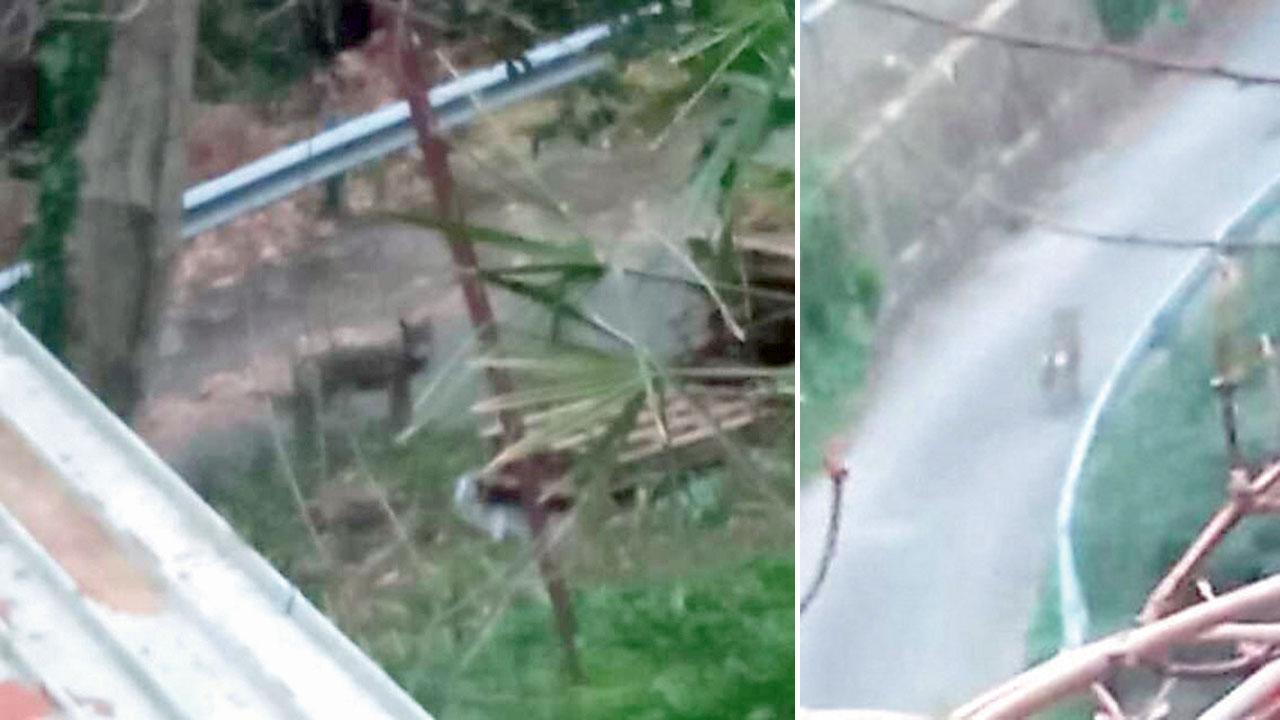 «Lupi davanti a casa». Massa, l’allarme dei residenti della frazione Il Santo