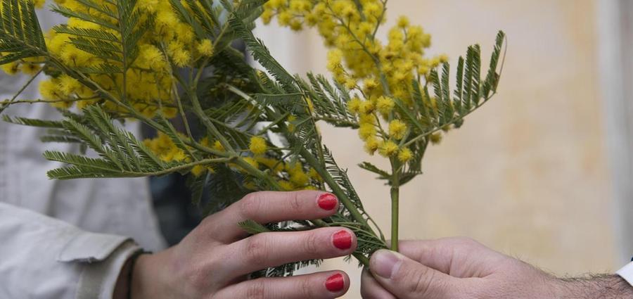 
	Le mimose, simbolo della Giornata&nbsp;della donna

