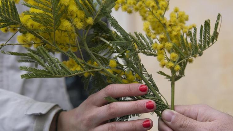 Le mimose, simbolo della Giornata della donna
