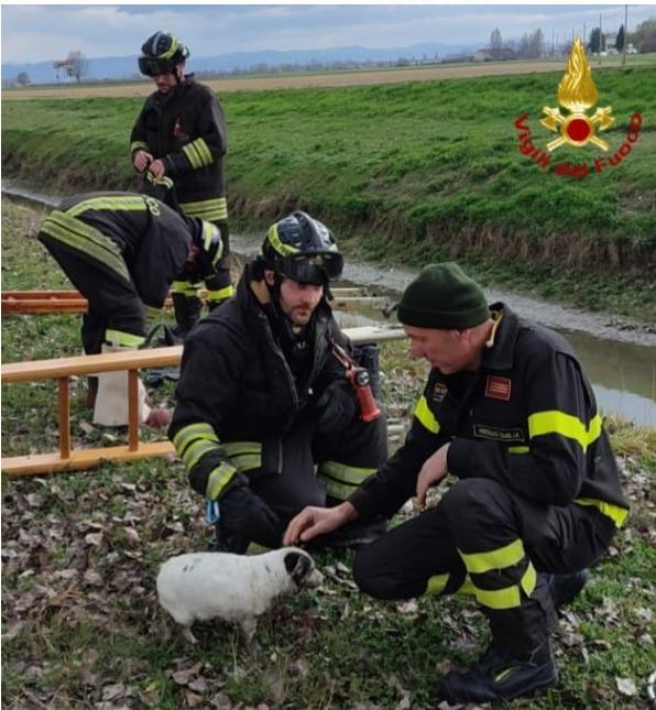 Cane cade nel canale, salvato dai vigili del fuoco