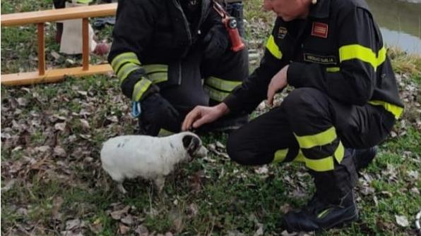 Cane cade nel canale, salvato dai vigili del fuoco