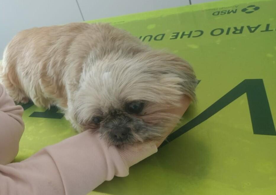 Vignola. «Ha sbandato e investito il mio cane Poi quell’auto è scomparsa nel nulla» 