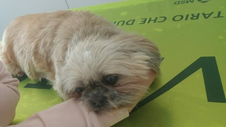 Vignola. «Ha sbandato e investito il mio cane Poi quell’auto è scomparsa nel nulla»