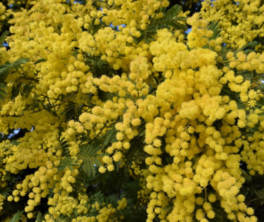 L’8 marzo a Modena tra spettacoli, eventi e  immancabili mimose