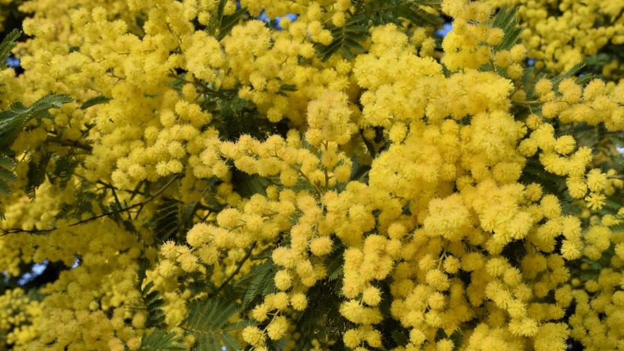 L’8 marzo a Modena tra spettacoli, eventi e immancabili mimose