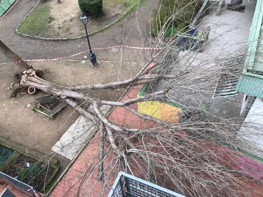Firenze, albero crolla nel giardino di una scuola del rione di Santa Croce: tragedia sfiorata