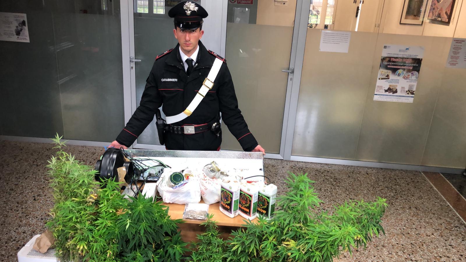 Lammari, coltivano hashish in casa e aggrediscono i carabinieri: in manette tre russi