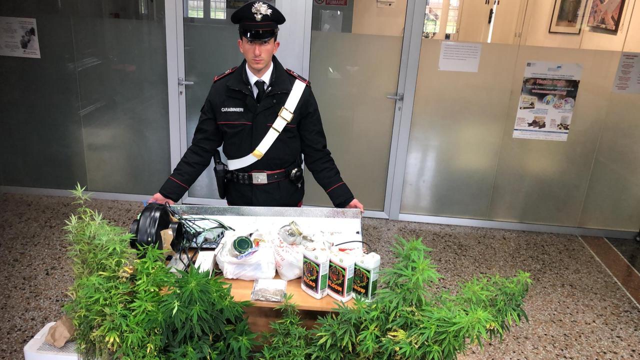 Lammari, coltivano hashish in casa e aggrediscono i carabinieri: in manette tre russi