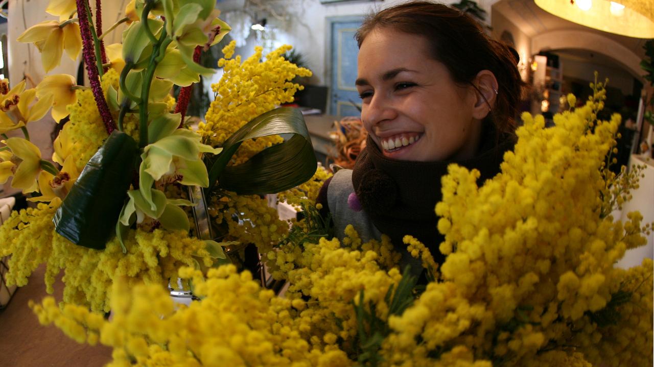 Siccità, addio ad una mimosa  su tre