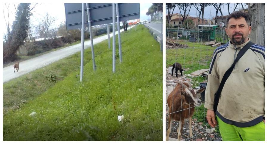 Prato, pecora fugge e genera il caos in tangenziale: «È golosa dell’erbetta che sta sul ciglio»