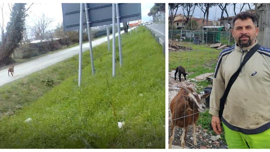 Prato, pecora fugge e genera il caos in tangenziale: «È golosa dell’erbetta che sta sul ciglio»