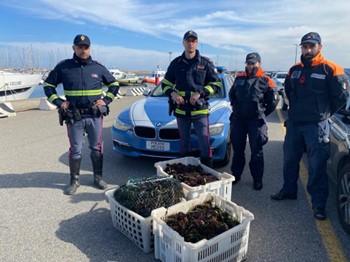 Nell’auto bloccata dalla Stradale sulla 131 dcn un carico di 70 chili di ricci di mare
