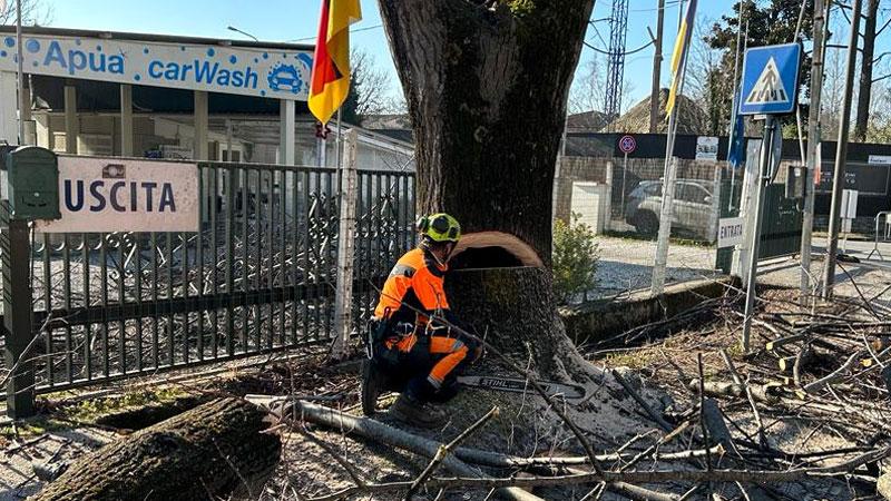 Avanti col taglio di alberi