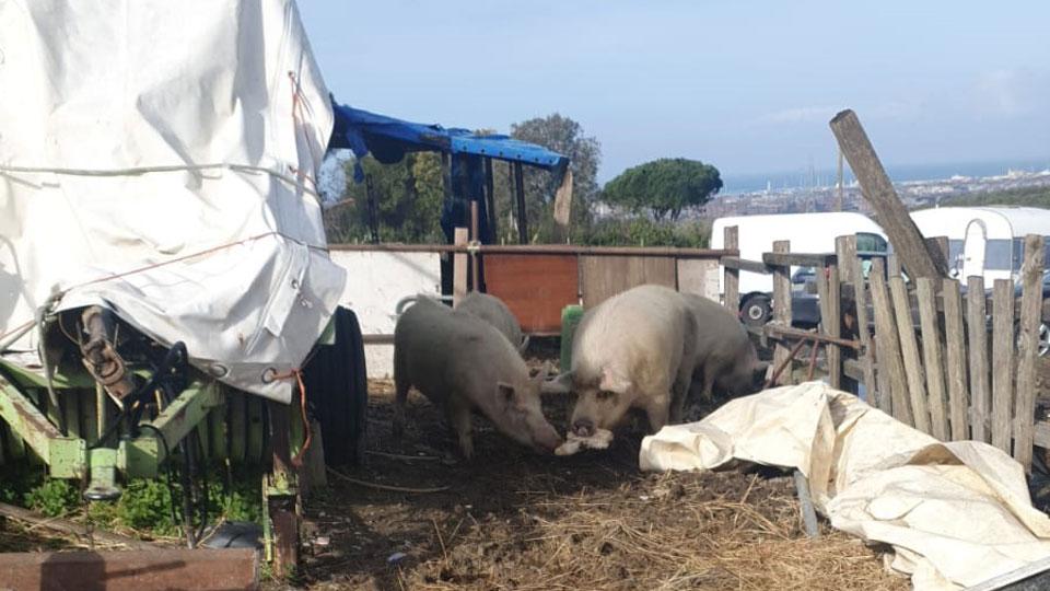 Livorno, macellate le 27 pecore sequestrate: «Ora aiutateci a salvare i maiali» – Video