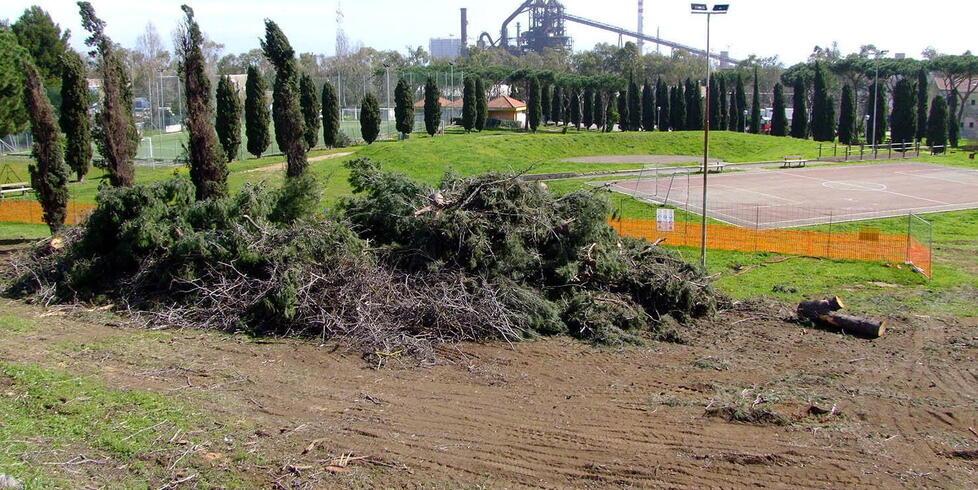 Piombino, taglio degli alberi per la rotatoria: protestano i residenti del Poggetto