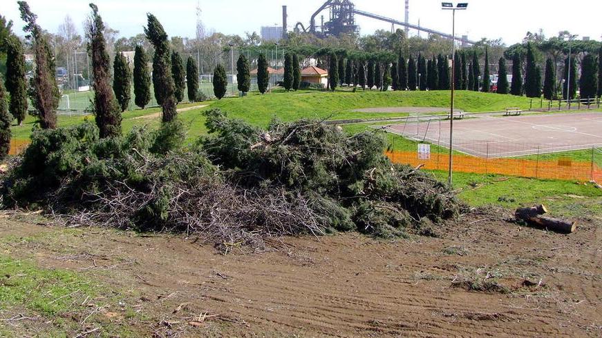 Piombino, taglio degli alberi per la rotatoria: protestano i residenti del Poggetto