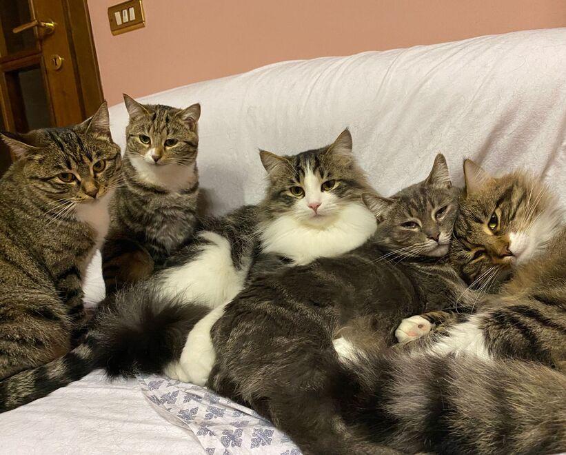 Adotta una famiglia di gatti e salva loro due volte la vita