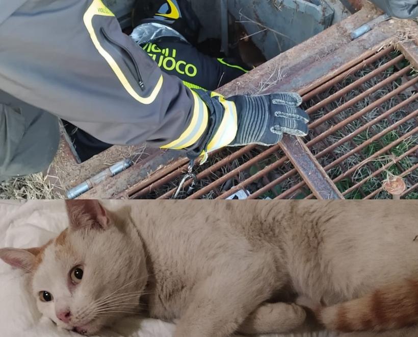 Investito e poi intrappolato ma il gatto alla fine è... Salvo