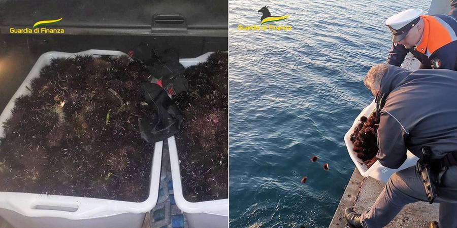 Follonica, il maxi-sequestro di ricci di mare: il blitz sul litorale di Pratoranieri e dove erano destinati