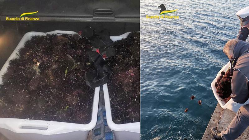 Follonica, il maxi-sequestro di ricci di mare: il blitz sul litorale di Pratoranieri e dove erano destinati